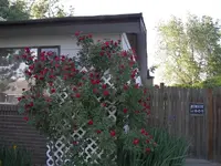 52908_Flowers_007 A.webp