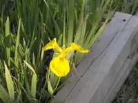 52908_Flowers_012 A.webp