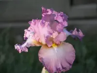 52908_Flowers_014 A.webp