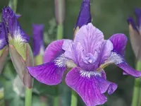 52908_Flowers_015 A.webp