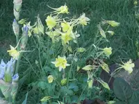 52908_Flowers_016 A.webp