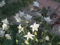 52908_Flowers_017 A.webp