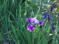 52908_Flowers_019 A.webp