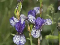 52908_Flowers_020 A.webp