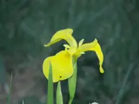52908_Flowers_021 A.webp