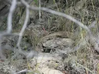 Rattle snake 1.webp