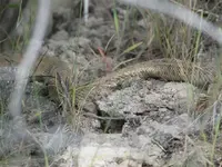 Rattle Snake 2.webp