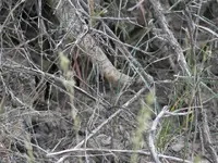 Rattle Snake 3.webp