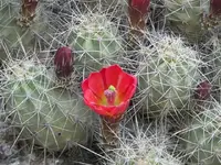 52908_107 A.webp