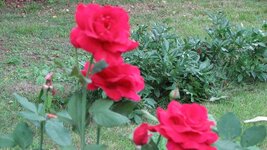 Red Hybrid Roses.JPG