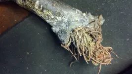 LeadPipe_NarrowEnd1Clearish.webp