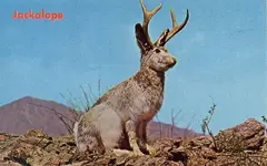 A-Jackalope.webp