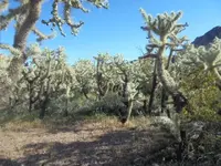 cholla forest.webp