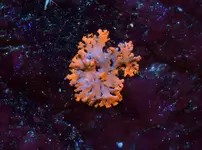 fl lichen1a.webp