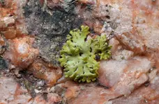 fl lichen.webp
