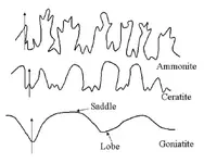 Sutures.webp