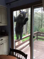 bear.webp