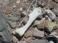 Bone.webp