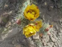 Cholla cactus.webp Cholla cactus.webp