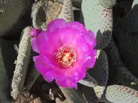 prickly pear.webp prickly pear.webp