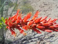 ocotillo.webp ocotillo.webp