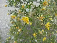 creosote bush.webp creosote bush.webp