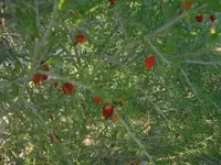 berries.webp berries.webp