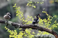 woodducks1.webp