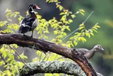 woodducks2.webp