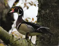 woodduck1.webp