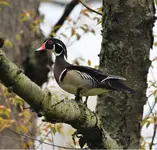 woodduck2.webp