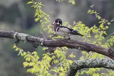 woodduck3.webp