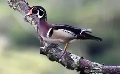 woodduck4.webp