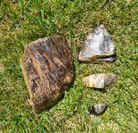 Petrified, bark side.webp Petrified, bark side.webp