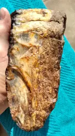 Petrified - hand.webp