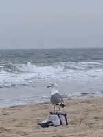 seagull.webp