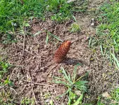 Pine Cone 1.webp Pine Cone 1.webp