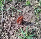 Pine Cone 2.webp Pine Cone 2.webp
