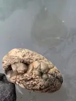 Teeth in Stone.webp