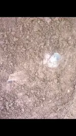 ImageUploadedByTreasureNet.com1589680895.680341.webp