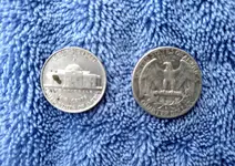 Silver Back.webp