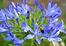 bee 4.webp