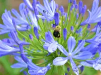 bee 6.webp