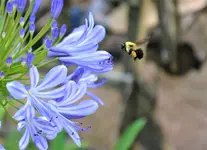 bee 7.webp