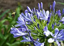 bee 1.webp