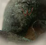 BTrnkg2.webp