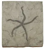 Starfish Ordovician period.webp