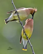 0055-1.webp