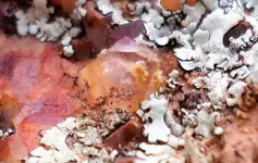 Gold in quartz.webp