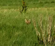 20200611_071211.webp